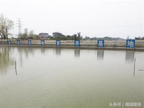 八子缺水 養魚